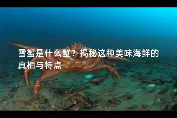 雪蟹是什么蟹？揭秘這種美味海鮮的真相與特點